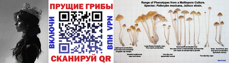 Псилоцибиновые грибы Cubensis  Купить где  Тбилисская 